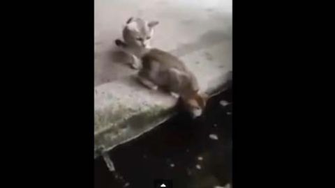 El video, filmado en Japón, ya sobrepasa el medio millón de visitas.