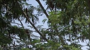 De los 20,824 agentes de CBP, solo 1,039 son mujeres, o sea el 5% de su fuerza laboral.