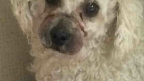 Fue encontrada con ligas de goma atadas alrededor de su hocico, como función de bozal.