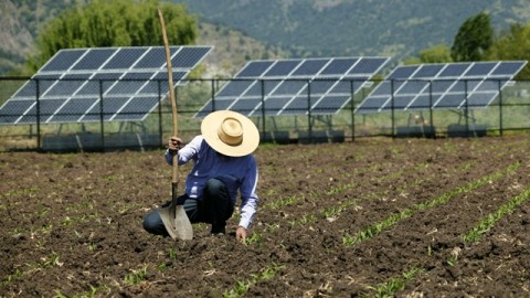 El comité estará integrado por representantes de los servicios de salud animal, productores e industriales del ramo de los tres países.