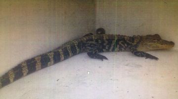 Actualmente, el reptil se encuentra en el Refugio de Animales West Valley.
