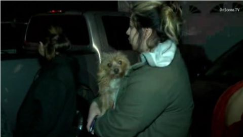 Se le acredita a la perrita Foxy con salvar a una familia de siete del incendio en Santa Ana.