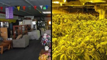 Dentro de la mueblería "Gilroy Furinutre & More" del Área de la Bahía se operaba un cultivo de marihuana.