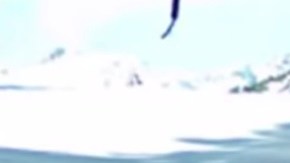 Las imágenes fueron registradas por cámaras trampa, instaladas por un equipo de biólogos en el parque.