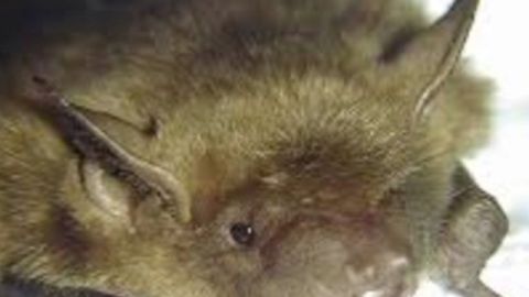 El virus de la rabia se encuentra en la saliva del animal y se trasmite por mordeduras.