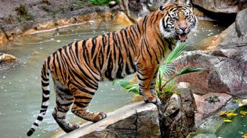 El tigre de Sumatra, conocido como Castro Jr., llega al Zoológico de Los Ángeles para procrear con otros tigres.