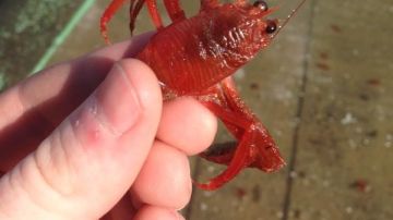 Los pequeños cangrejos rojos aparecieron en Balboa Island (Newport Beach).