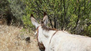 La trágica escena ocurrió en zona montañosa de Santiago.