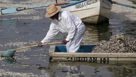 Pescadores recogen peces muertos en la laguna de El  Cajititlan,  en Tlajomulco de Zuñiga, Jalisco.