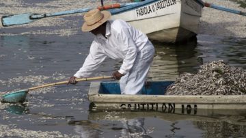 Pescadores recogen peces muertos en la laguna de El  Cajititlan,  en Tlajomulco de Zuñiga, Jalisco.