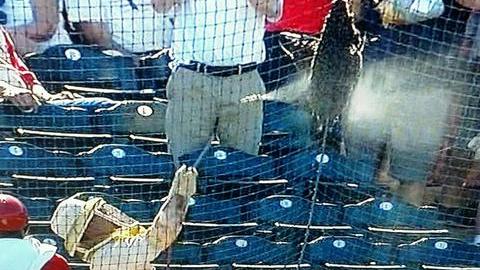 El robusto enjambre es rociado durante la cuarta entrada del juego en Tempe, Arizona.