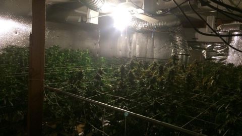 Guan Jiao Liao, de 58 años, fue arrestada por el cultivo de marihuana en su hogar.