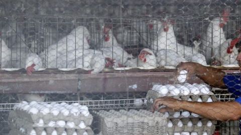 Un trabajador recolecta huevos en una granja avícola en el municipio de Tepatitlán, en Jalisco.