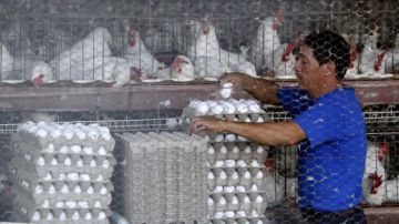 Un trabajador recolecta huevos en una granja avícola en el municipio de Tepatitlán, en Jalisco.