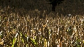 El campo mexicano afectado por los cambios climatológicos.