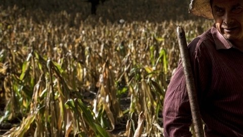 El campo mexicano afectado por los cambios climatológicos.