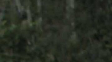 Miles de indígenas marchan hacia Quito.