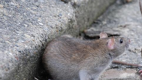 La enfermedad se transmite por la picadura de pulgas que a su vez la adquieren de roedores infectados como ardillas y ratas.
