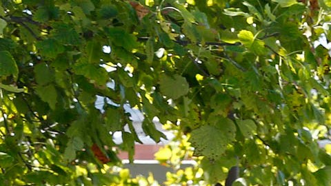 Estudiantes en Cal State LA.