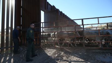 Agentes de la Patrulla Fronteriza supervisan ganado comprado en México que entra por la frontera en Arizona.