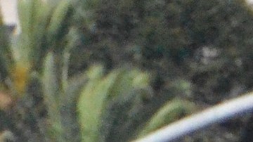 Los centroamericanos se aprestan a celebrar sus fiestas patrias este 12 y 13 de septiembre.