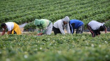 New Zealand Strawberry Season Thrives Ahead Of Christmas Rush