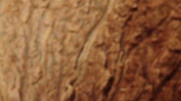 Aceite de coco