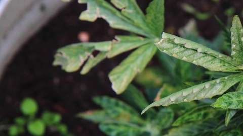 marihuana medicinal
