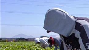 Recolectores de fresas de "Well-Pick Farms" en Oxnard, California.