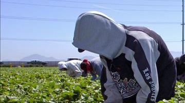 Recolectores de fresas de "Well-Pick Farms" en Oxnard, California.