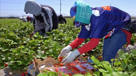 Recolectores de fresas de "Well-Pick Farms" en Oxnard, California.