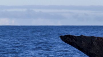 El ámbar gris es producido por una mínima parte de los cachalotes.