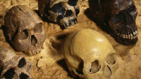 Aparte de la nuestra, no quedan especies de homínidos en la Tierra