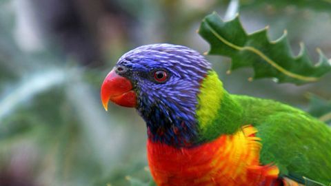 Esta especie de loro, "Trichoglossus moluccanus", puede encontrarse en Australia.