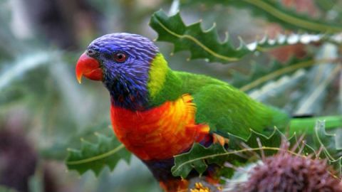 Esta especie de loro, "Trichoglossus moluccanus", puede encontrarse en Australia.