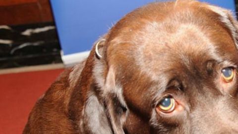 151027104717_eeuu_perro_gatillo_dispara_dueno_pie_624x351_getty
