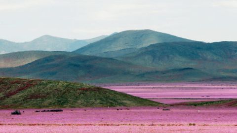 Se trata del mayor florecimiento del desierto de Atacama en los últimos 18 años.
