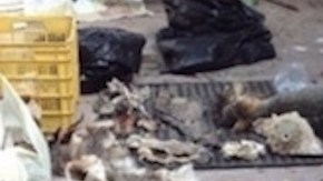 animales exoticos toluca