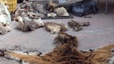 animales exoticos toluca