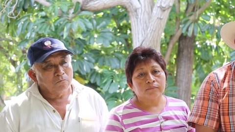 apicultores maya soya monsanto