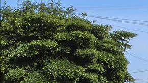 busqueda mexico chapo guzman