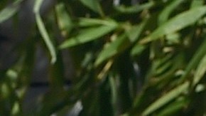 Los actores posan en el estreno de la película  "Mockingjay - Part 2", en Los Ángeles.