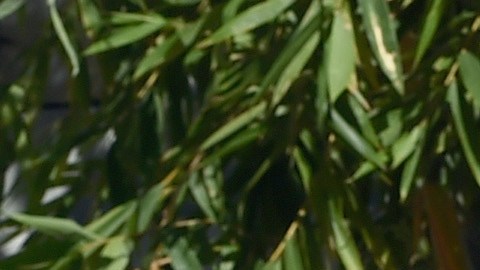 Los actores posan en el estreno de la película  "Mockingjay - Part 2", en Los Ángeles.