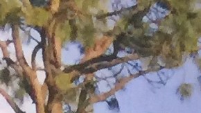 Mexicana busca romber el tabú de una enfermedad muy común entre las mujeres.