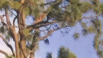 Mexicana busca romber el tabú de una enfermedad muy común entre las mujeres.