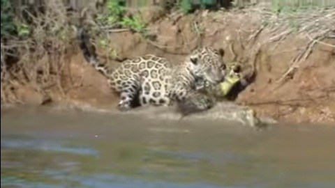 jaguar reptil