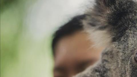 koala australia