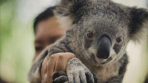 koala australia