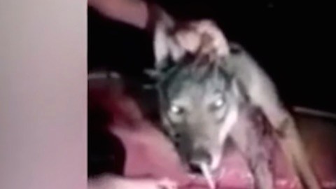 Lobo maltratado cigarro macedonia