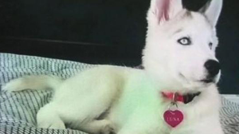 Luna, esta perrita husky siberiana se encuentra desaparecida desde que ladrones entraron a un apartamento de El Bronx y además robaron $1,000 dólares en efectivo y otros objetos de valor.